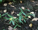 Persicaria minor. Зацветающее растение. Москва, Измайловский парк, насыпь вдоль велосипедной тропы по лесу. 11.09.2017.