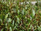 Salix caucasica
