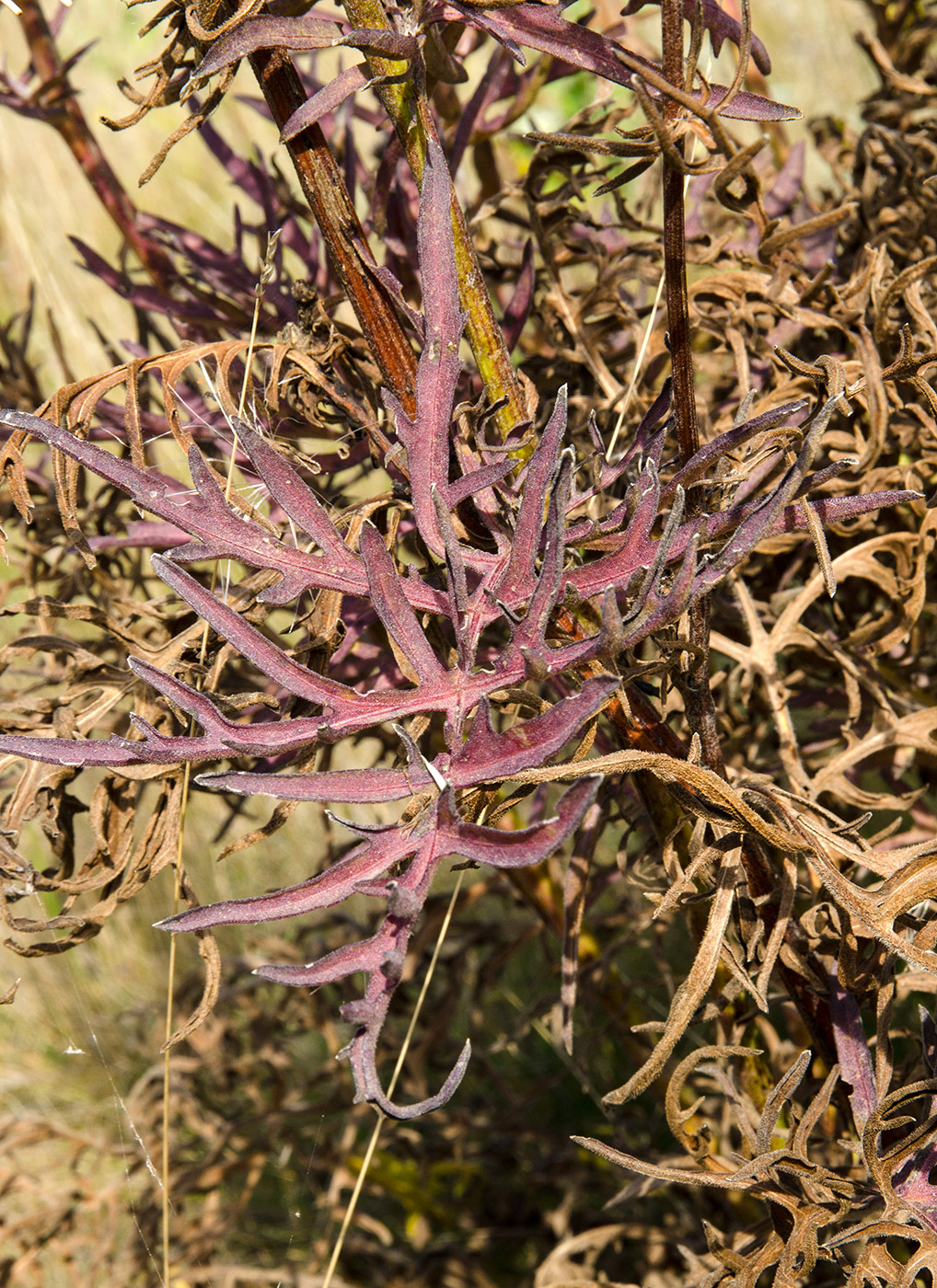 Изображение особи род Centaurea.