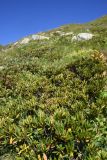 Rhododendron caucasicum. Вегетирующие растения. Кабардино-Балкария, Эльбрусский р-н, окр. водопада Медвежий, склон горы. 28 августа 2023 г.