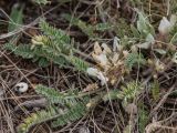 Astragalus dolichophyllus