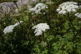Macrosciadium alatum. Верхушки цветущих растений. Кабардино-Балкария, Эльбрусский р-н, окр. водопада Медвежий, травянистый склон. 28 августа 2023 г.