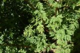 Macrosciadium alatum. Листья и части стеблей. Кабардино-Балкария, Эльбрусский р-н, окр. водопада Медвежий, травянистый склон. 28 августа 2023 г.