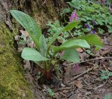 Solenanthus biebersteinii. Вегетирующее растение. Абхазия, Рицинский реликтовый национальный парк, северный берег оз. Рица, ≈ 900 м н.у.м., старый парк. 13.04.2024.