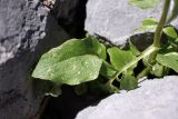 Valeriana ficariifolia