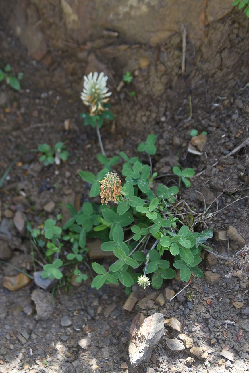 Изображение особи Trifolium canescens.
