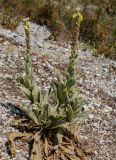 Verbascum thapsus. Цветущие и плодоносящие растения. Крым, Большой каньон, каменистый склон. 06.08.2007.