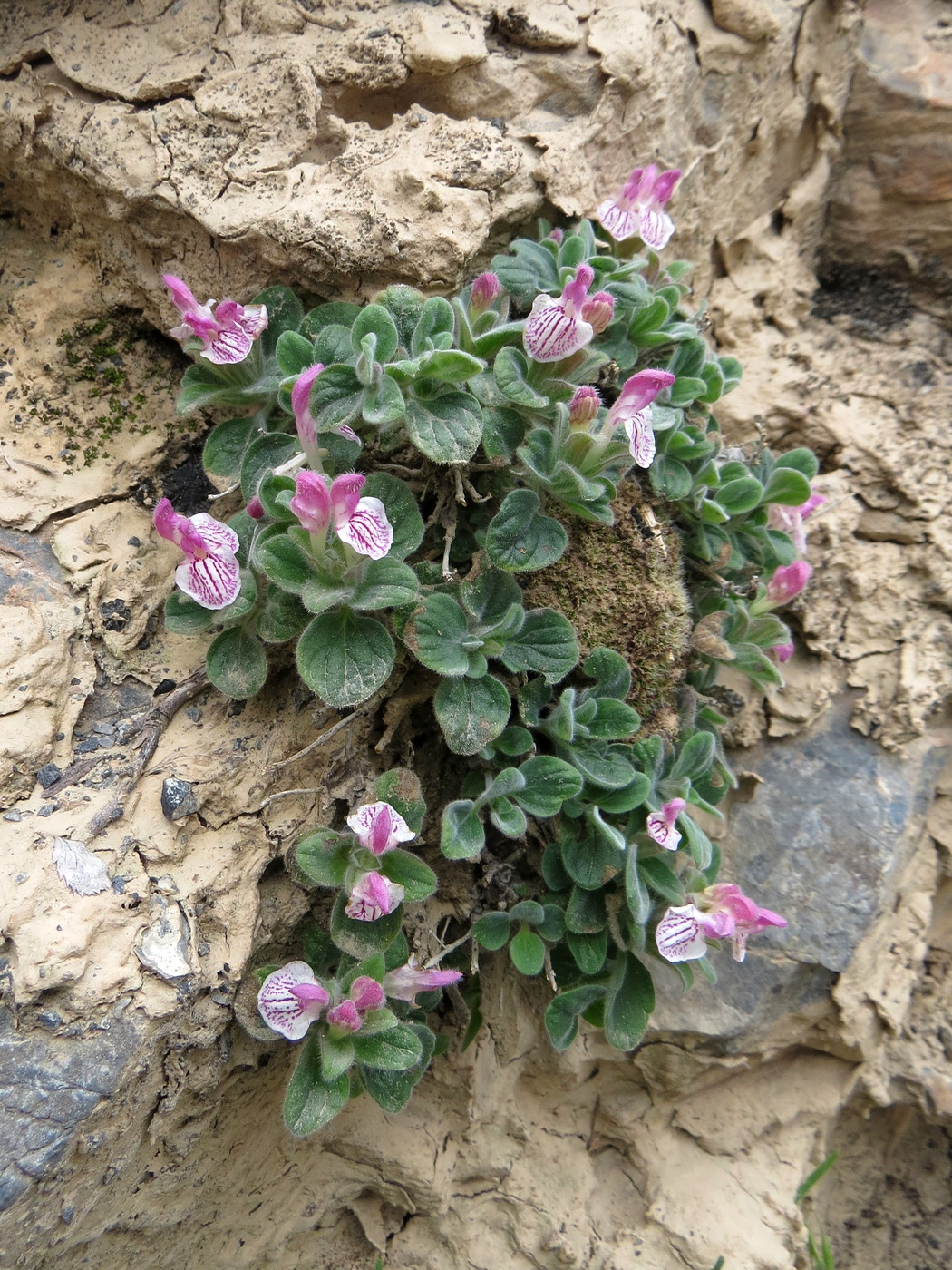 Image of Scutellaria poecilantha specimen.