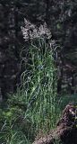 Calamagrostis langsdorffii