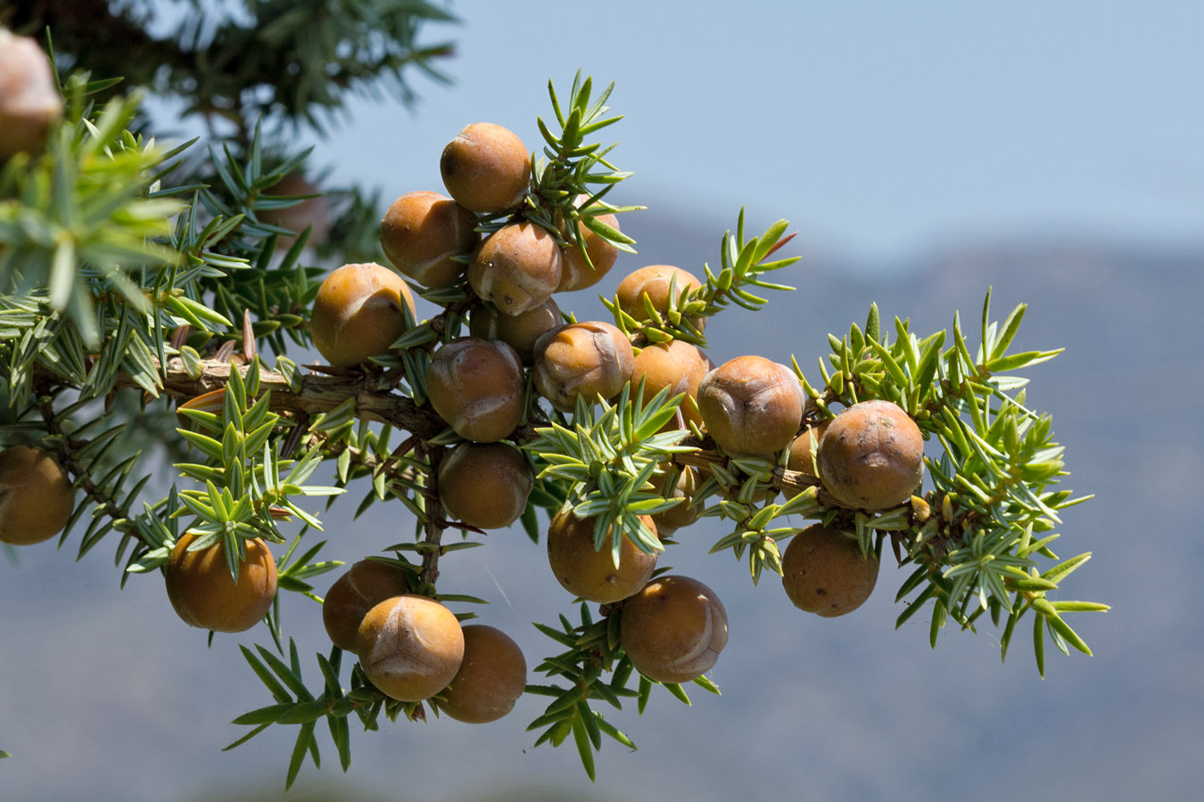 Image of Juniperus oxycedrus ssp. macrocarpa specimen.