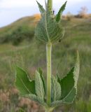 Salvia tesquicola. Часть стебля с листьями. Крым, окр. г. Керчь, склон холма. Июнь 2010 г.