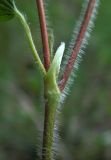 Fragaria viridis