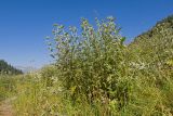 Cirsium buschianum. Зацветающее растение. Карачаево-Черкесия, Урупский р-н, долина реки Загедан, ≈ 2000 м н.у.м., субальпийский луг. 08.08.2023.