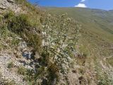 Cirsium buschianum. Зацветающее растение. Карачаево-Черкесия, Урупский р-н, хр. Загедан, долина реки Загедан, ≈ 2300 м н.у.м., на скотогонной тропе. 08.08.2023.