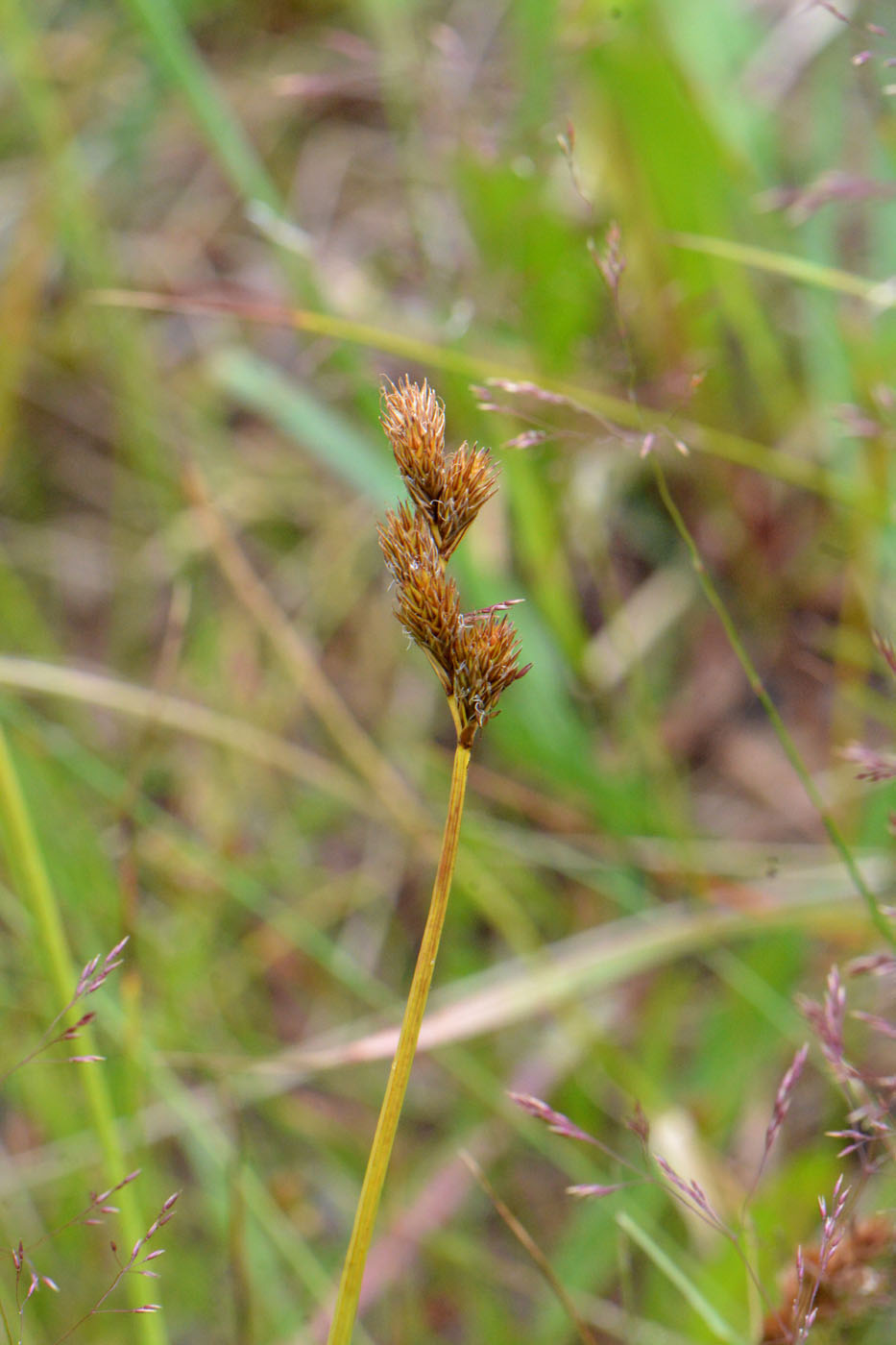 Изображение особи Carex leporina.