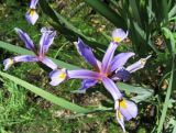 Iris sogdiana