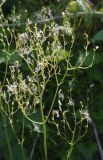 Valeriana ficariifolia