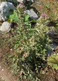Cirsium pugnax. Цветущее растение. Абхазия, хр. Авадхара, край южного лесистого склона. 13.09.2014.