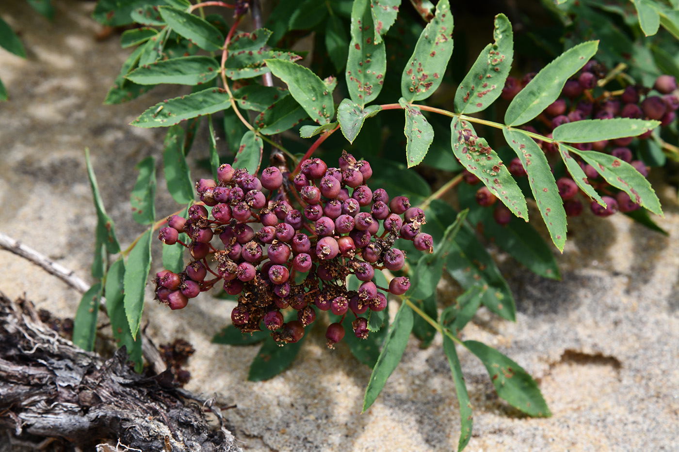 Изображение особи Sorbus sibirica.