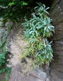 Aurinia saxatilis. Плодоносящее растение. ФРГ, земля Баден-Вюртемберг, г. Штутгарт, Киллесбергпарк (Höhenpark Killesberg), растение на скальной стене. Июль.
