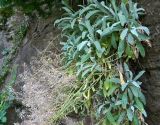 Aurinia saxatilis. Плодоносящее растение. ФРГ, земля Баден-Вюртемберг, г. Штутгарт, Киллесбергпарк (Höhenpark Killesberg), растение на скальной стене. Июль.