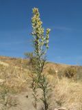 Artemisia karatavica