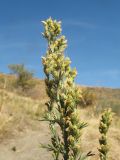 Artemisia karatavica