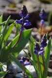 Hyacinthella lazulina
