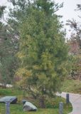 Sciadopitys verticillata. Молодое дерево. Краснодар, парк \"Краснодар\", Японский сад, в культуре. 21.03.2024.