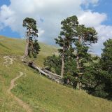 Pinus sylvestris subspecies hamata. Старые деревья на склоне. Карачаево-Черкесия, Урупский р-н, хр. Загедан, долина реки Загедан, ≈ 2300 м н.у.м. 10.08.2023.