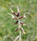 Astragalus suberosus подвид haarbachii