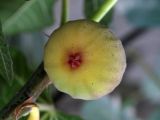 Ficus carica. Зрелое соплодие-сиконий. Узбекистан, г. Андижан. 14.10.2014.
