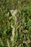 Cirsium obvallatum. Цветущее растение. Адыгея, Кавказский биосферный заповедник, плато Лагонаки, 2 км к северо-западу от горы Нагай-Кош, луг. 16 августа 2023 г.