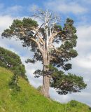 Pinus sylvestris subspecies hamata