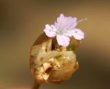 Petrorhagia prolifera. Соцветие с цветком и плодами. Крым, Севастополь, Северная сторона, в сосновой роще. Июль 2019 г.