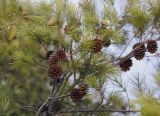 Pinus halepensis. Ветви с шишками. Крым, г. Ялта, наб. Ленина, озеленение. 11.08.2017.