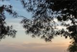 Pinus pityusa. Часть кроны с микростробилами. Абхазия, Гагрский р-н, г. Пицунда, берег Чёрного моря, окраина реликтовой сосновой рощи. 16.05.2021.