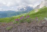 Vicia alpestris. Цветущее растение. Адыгея, Кавказский биосферный заповедник, гора Гузерипль, ≈ 2150 м н.у.м., осыпной склон из ожелезнённого песчаника. 28.06.2023.