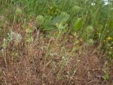 Trifolium leucanthum