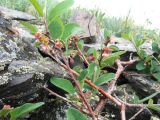 Cotoneaster uniflorus