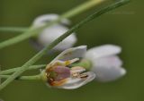 Allium ramosum