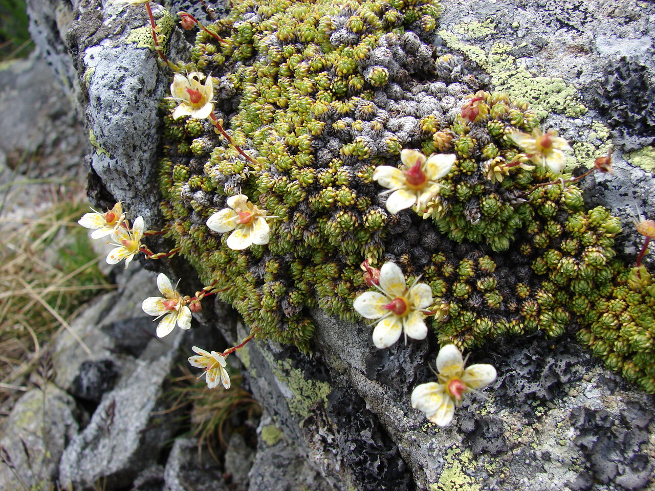 Image of Saxifraga bryoides specimen.
