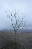 Fraxinus excelsior. Покоящееся дерево, поросшее лишайниками. Краснодарский край, м/о г. Новороссийск, гора Сапун, 430 м н.у.м., остепнённый луг на вершине. 11.11.2023.