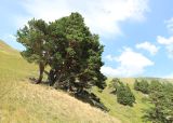 Pinus sylvestris subspecies hamata. Группа взрослых деревьев на крутом склоне. Карачаево-Черкесия, Урупский р-н, хр. Загедан, долина реки Загедан, ≈ 2300 м н.у.м. 10.08.2023.